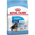 Royal Canin Maxi Puppy pienso para cachorros de razas tamaño grande - Saco de 15 Kg