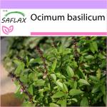 SAFLAX - Albahaca tailandesa - 200 semillas - Ocimum basilicum