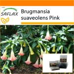 SAFLAX - Garden in the Bag - Angel's Trumpet Pink - 10 semillas - Con sustrato en una bolsa de pie adecuada - Brugmansia suaveolens Pink