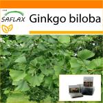 SAFLAX - Garden in the Bag - Maidenhair Tree - 4 semillas - Con sustrato en una bolsa de pie adecuada - Ginkgo biloba
