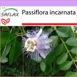 SAFLAX - Pasiflora Silvestre - 5 semillas - Passiflora incarnata