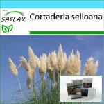 SAFLAX - Set de regalo - Hierba de la pampa americana - 200 semillas - Con caja de regalo, tarjeta, etiqueta y sustrato para macetas - Cortaderia selloana