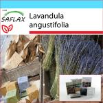 SAFLAX - Set de regalo - Lavanda inglesa - 150 semillas - Con caja de regalo, tarjeta, etiqueta y sustrato para macetas - Lavandula angustifolia