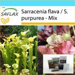 SAFLAX - Set de regalo - Pitcher Plant Mix - 10 semillas - Con caja de regalo, tarjeta, etiqueta y sustrato para macetas - Sarracenia Mix
